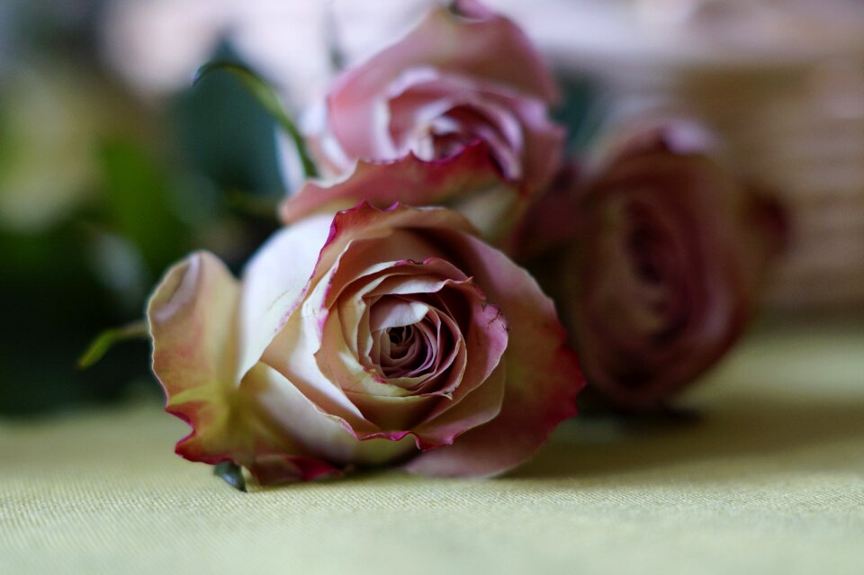 Dusky pink rose bloom romance