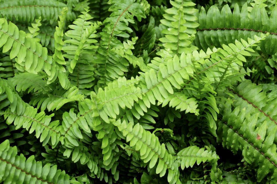 Day forest nature