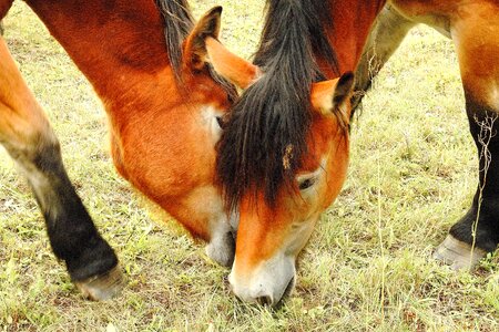 Young horses pasture paddock photo