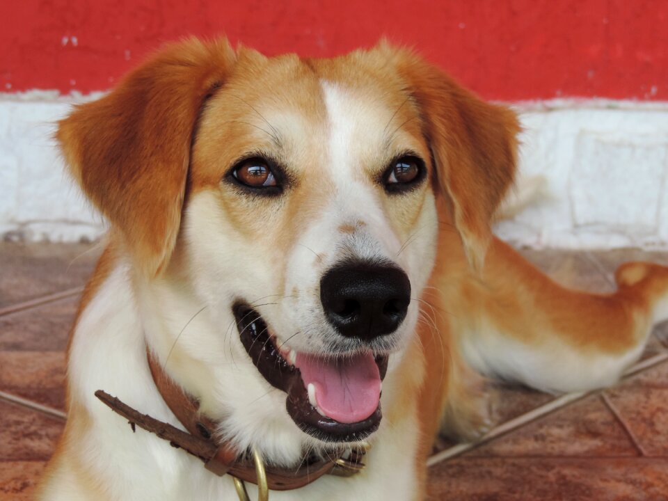 Canine animals animal