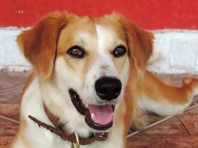 Canine animals animal