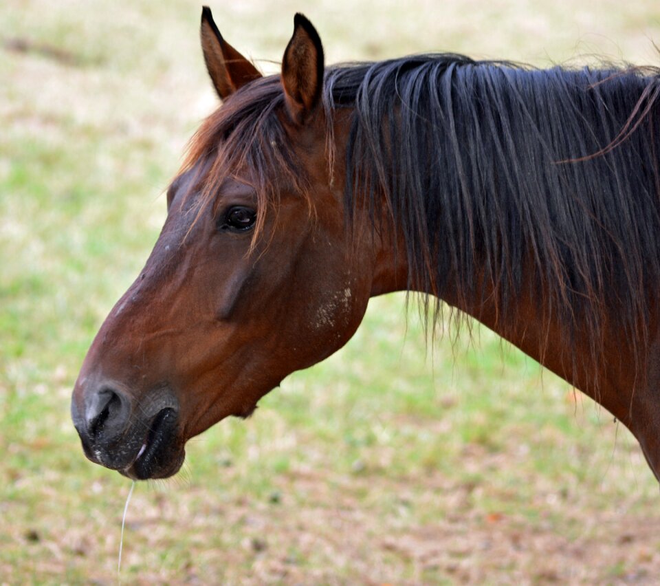 Equine horses horse head