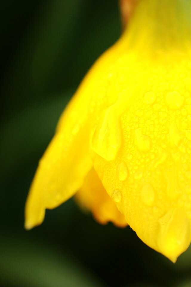 Garden nature petal