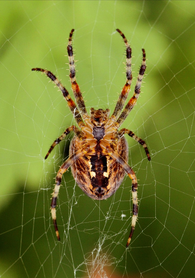 Insect close up nature