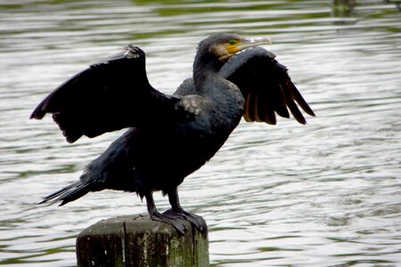 Black adler birds