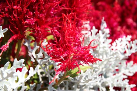 Red blossom pink