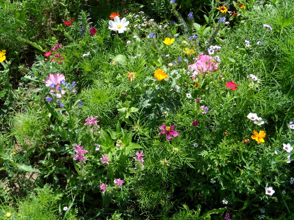 Colorful green bloom