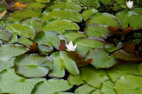 Aquatic plant white flower water lily