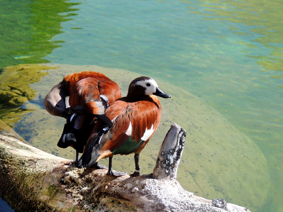 Tree nature pond