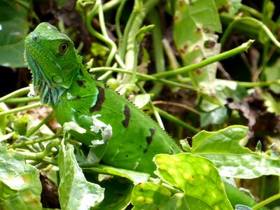 Green tortuguero costa rica photo