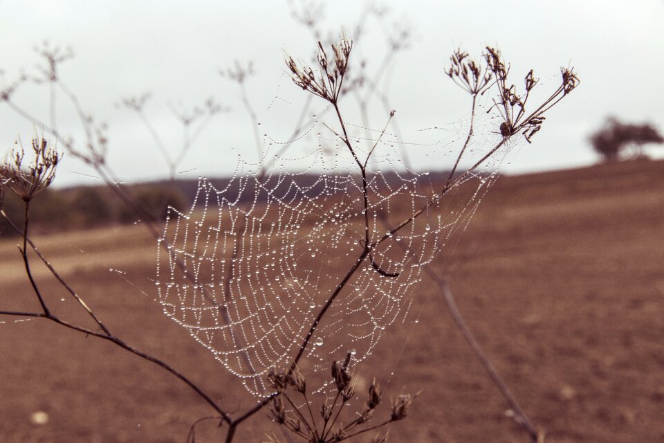 Nature case dewdrop