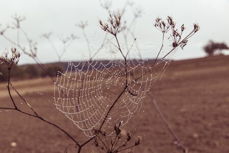 Nature case dewdrop photo