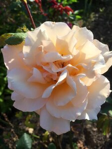 Rose blossom bloom