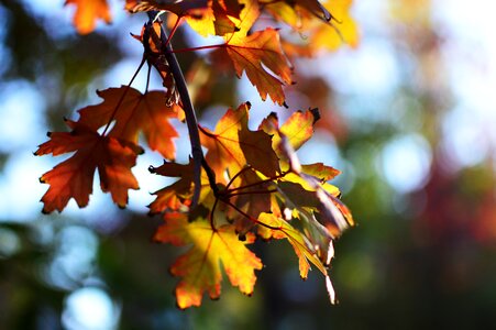 Maple section sunshine