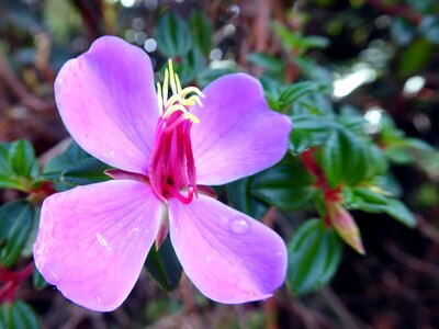 Costa rica nature pink