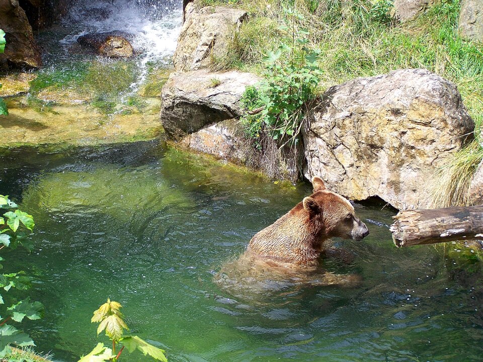 Alpine zoo innsbruck brown bear