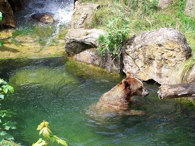 Alpine zoo innsbruck brown bear