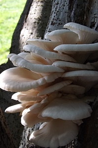 Brown fungi wood photo