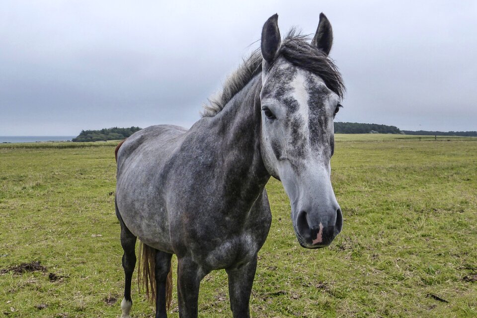 Coupling mane animal portraits