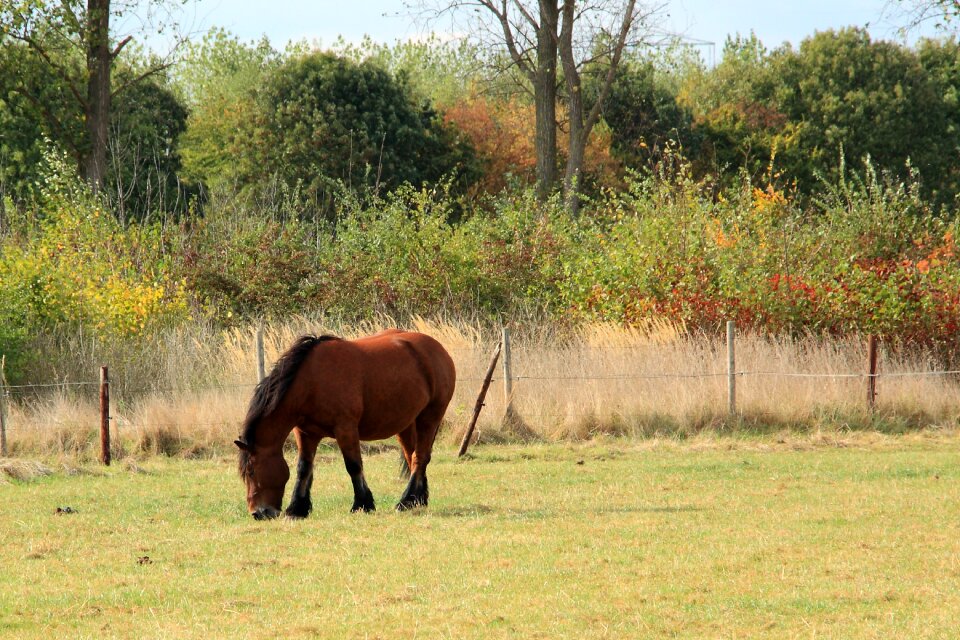 Pasture paddock agriculture
