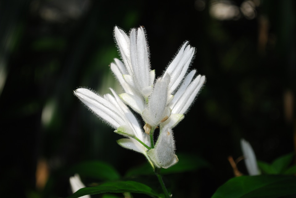 Plant natural blossom