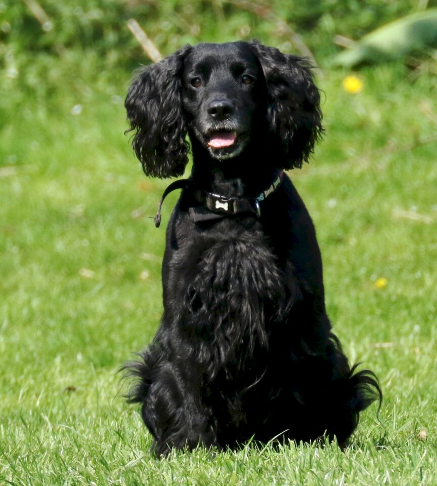 Spaniel pet working cocker