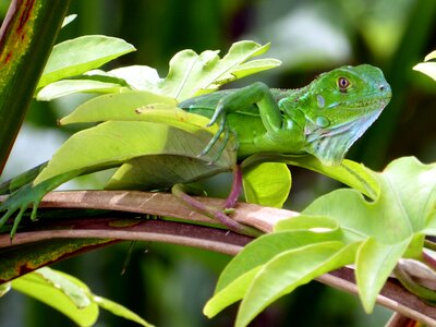 Green costa rica cahuita photo