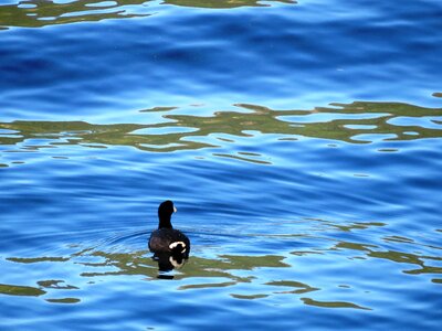 Lack duck