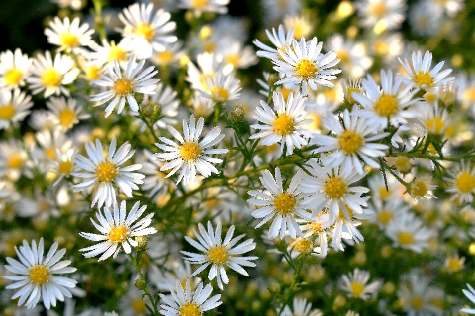 Plant blossom bloom