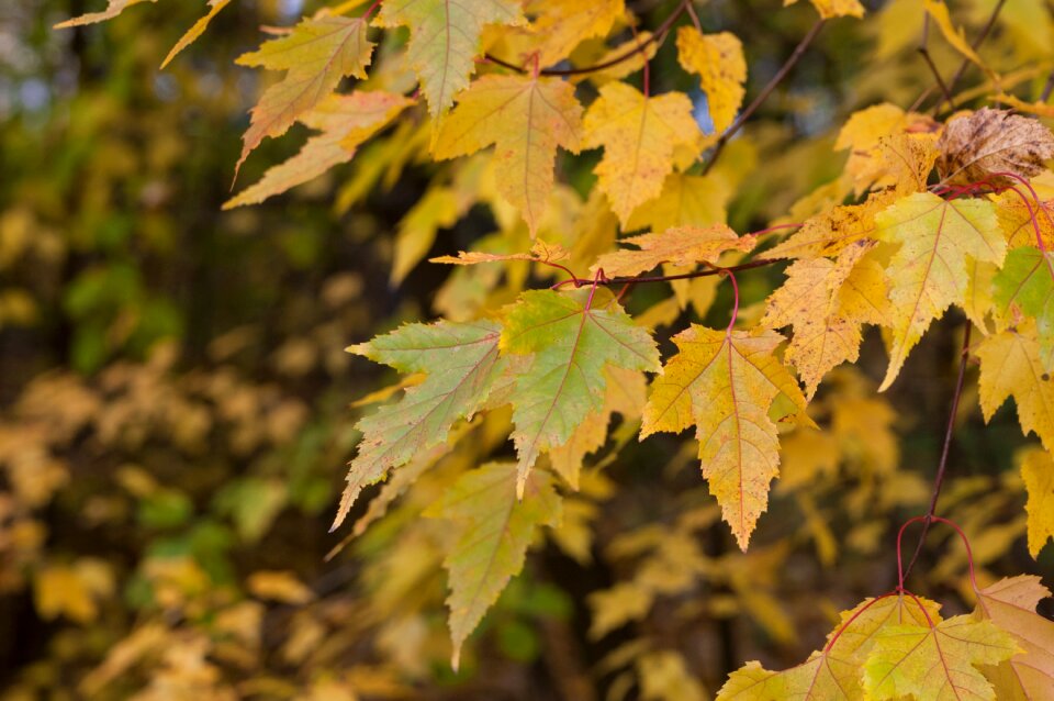 Yellow mood background