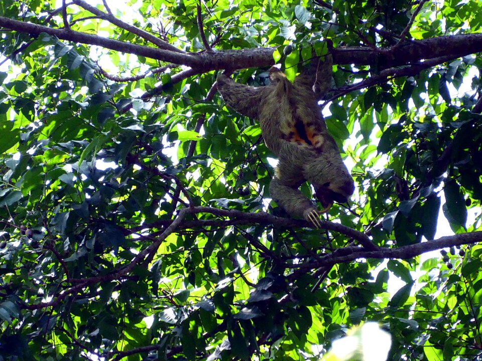 Lazy male costa rica