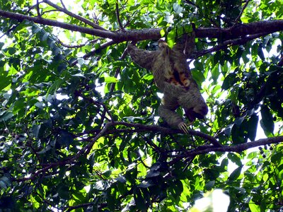 Lazy male costa rica