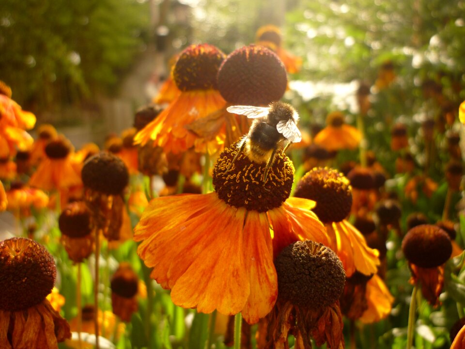 Insect pollen wings