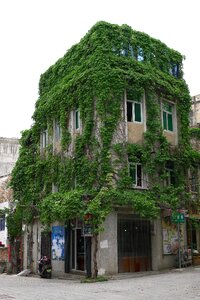 Street old buildings green vegetation facades