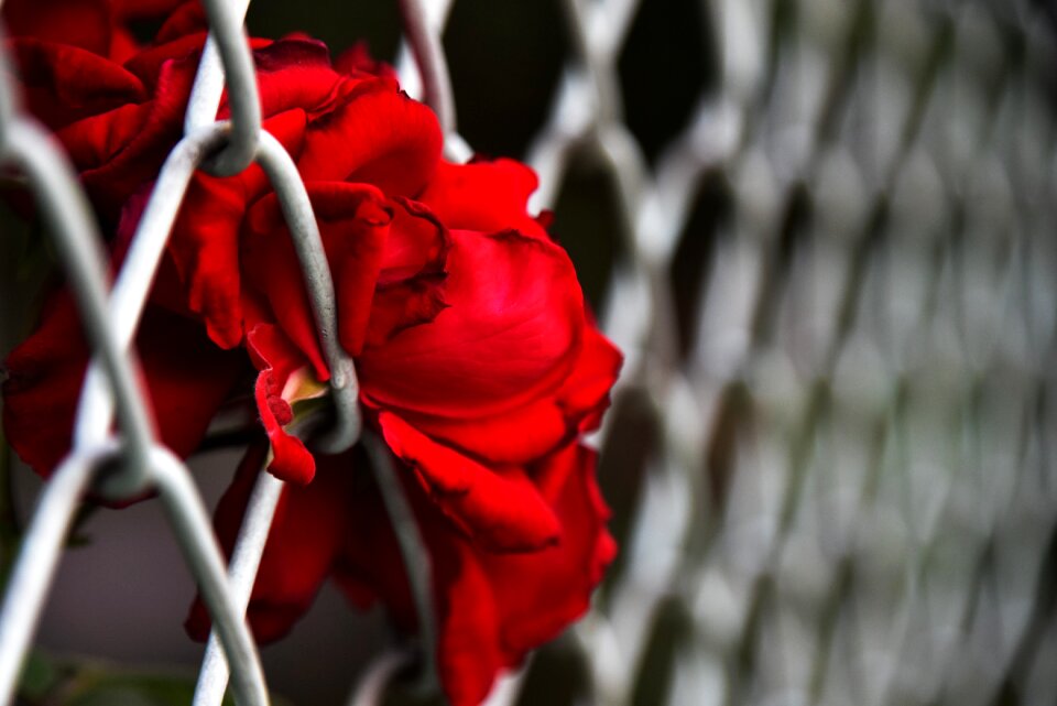 Color separation rose red