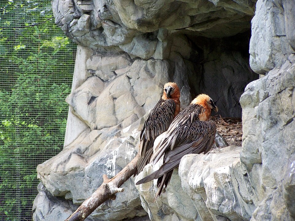 Innsbruck alpine zoo vulture