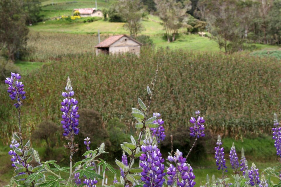 Landscape peasant house rural landscape photo