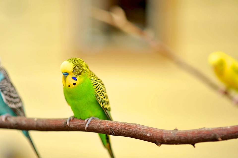 Green yellow pet parakeet