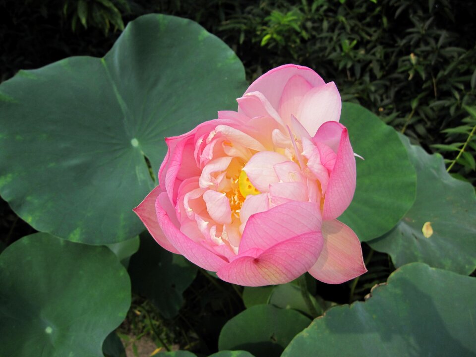 Water lilies pond powder