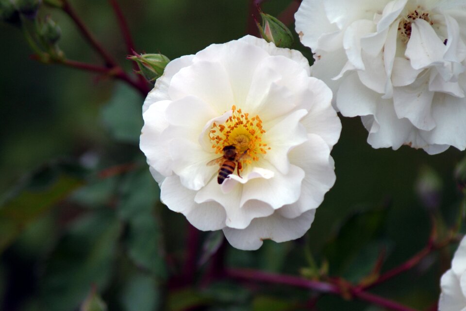 White flower nature natural