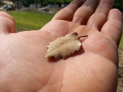 Dry leaf warehouse hands