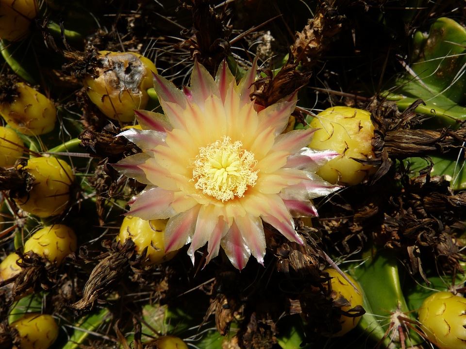 Flower plant nature