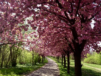 Spring pink mauerpark