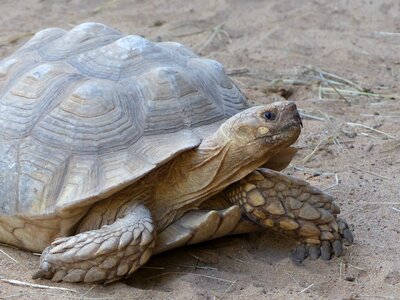 Reptile nature tortoise photo