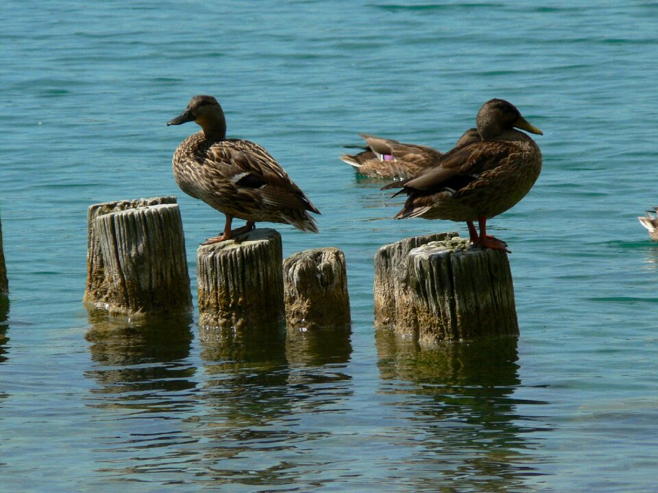 Animals waterfowl mallard