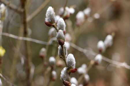 Lint branch verba photo