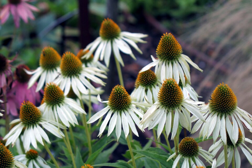 Nature white flowers natural