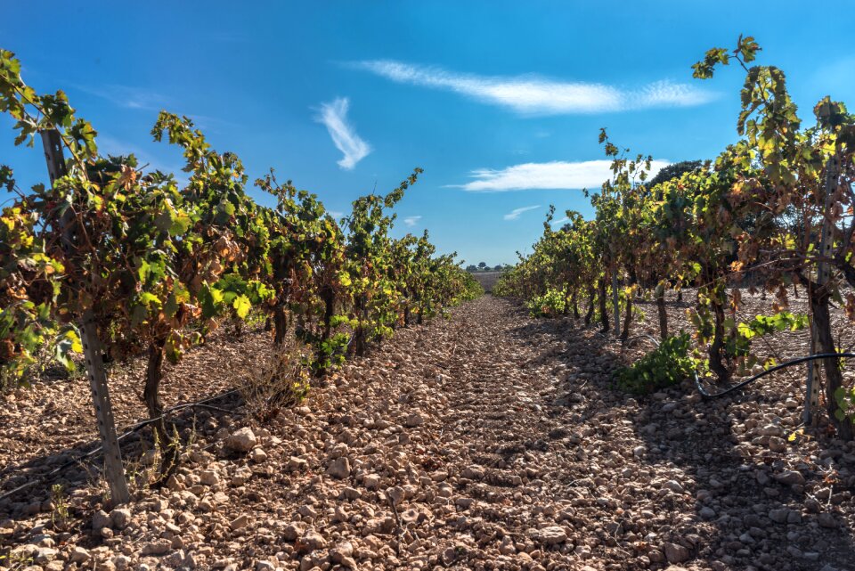 Agriculture rioja rivera