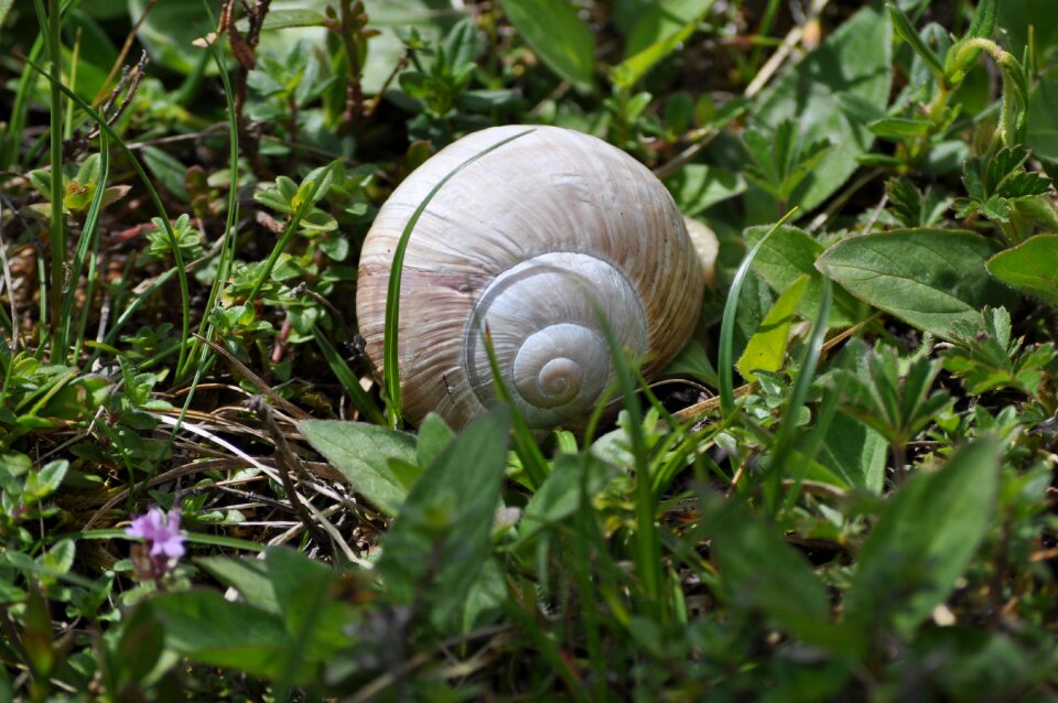 Meadow shell nature