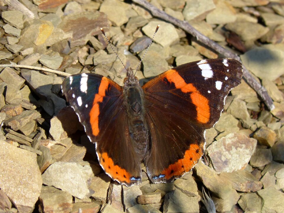 Vanessa atalanta detail beauty